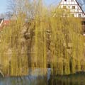 Weide an der Pegnitz