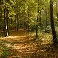 Herbstlicher Weg 1
