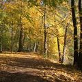 Herbstlicher Weg 2