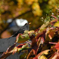 Amsel im Herbst