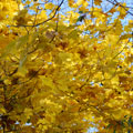 Gelbes Laub am Baum