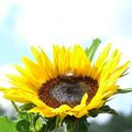 Sonnenblume