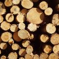 Holzstämme