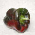 Bunte Paprika