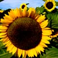 Sonnenblumenfeld