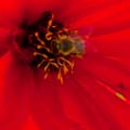 Rote Blume hat Besuch einer Biene