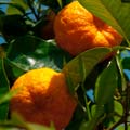 Orangenbaum in der Orangerie Ansbach