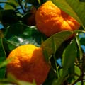 Orangenbaum in der Orangerie Ansbach