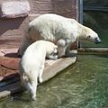 Zwei Eisbären am Wasser