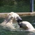 Zwei Eisbären im Wasser
