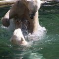 Zwei Eisbären im Wasser