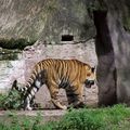 Tiger vor Sandsteinfelsen