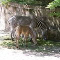 Zebrastute mit Fohlen