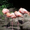 Flamingos spiegeln sich im Wasser