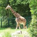 Giraffe