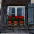 Blumen auf der Fensterbank