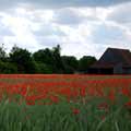 Mohn ist auch nur eine Blume