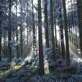 Winterlicher Wald