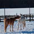 Liebesspiele im Schnee