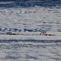 Zwei Schlitten im Schnee