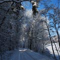 Baum biegt sich unter Schneelast